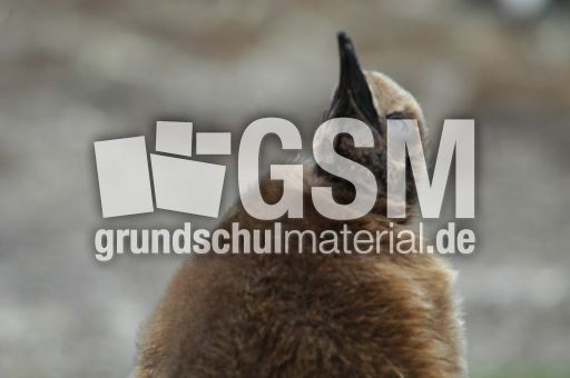 Königspinguin (43 von 84).jpg